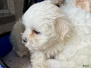 Maltipoo dogs for sale: Girl 3 - Runt Runt Runt - Ad 3