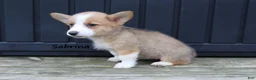 Welsh Corgi Pembroke dogs for sale: Sabrina - Ad 3