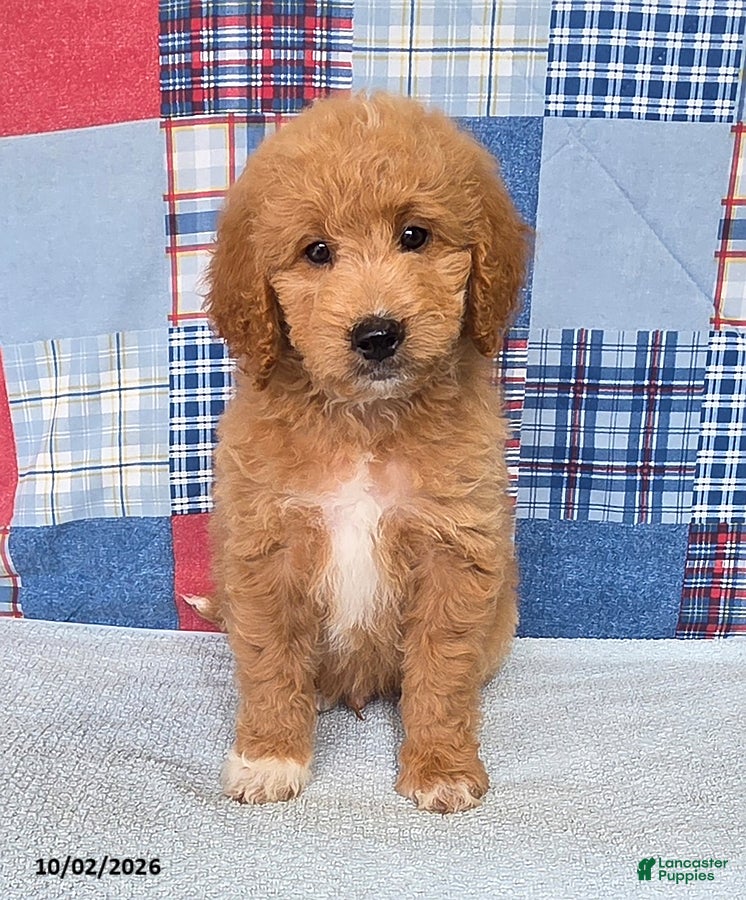 Mini Goldendoodle dogs Bowser - Ad 1