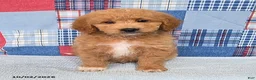 Mini Goldendoodle dogs for sale: Bowser - Ad 1
