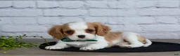 Cavalier King Charles Spaniel dogs for sale: Logan - Ad 7