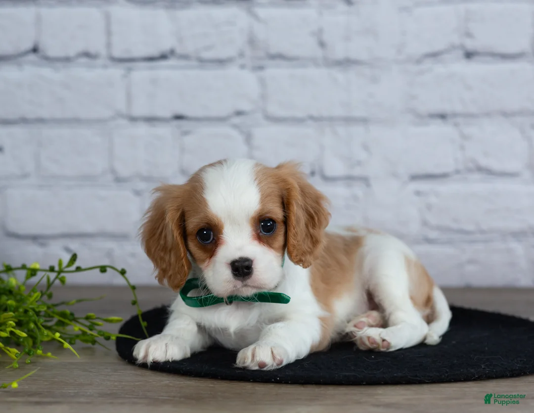 Cavalier King Charles Spaniel dogs for sale: Logan - Ad 7