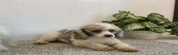 Shihpoo dogs for sale: Teddy - Ad 6