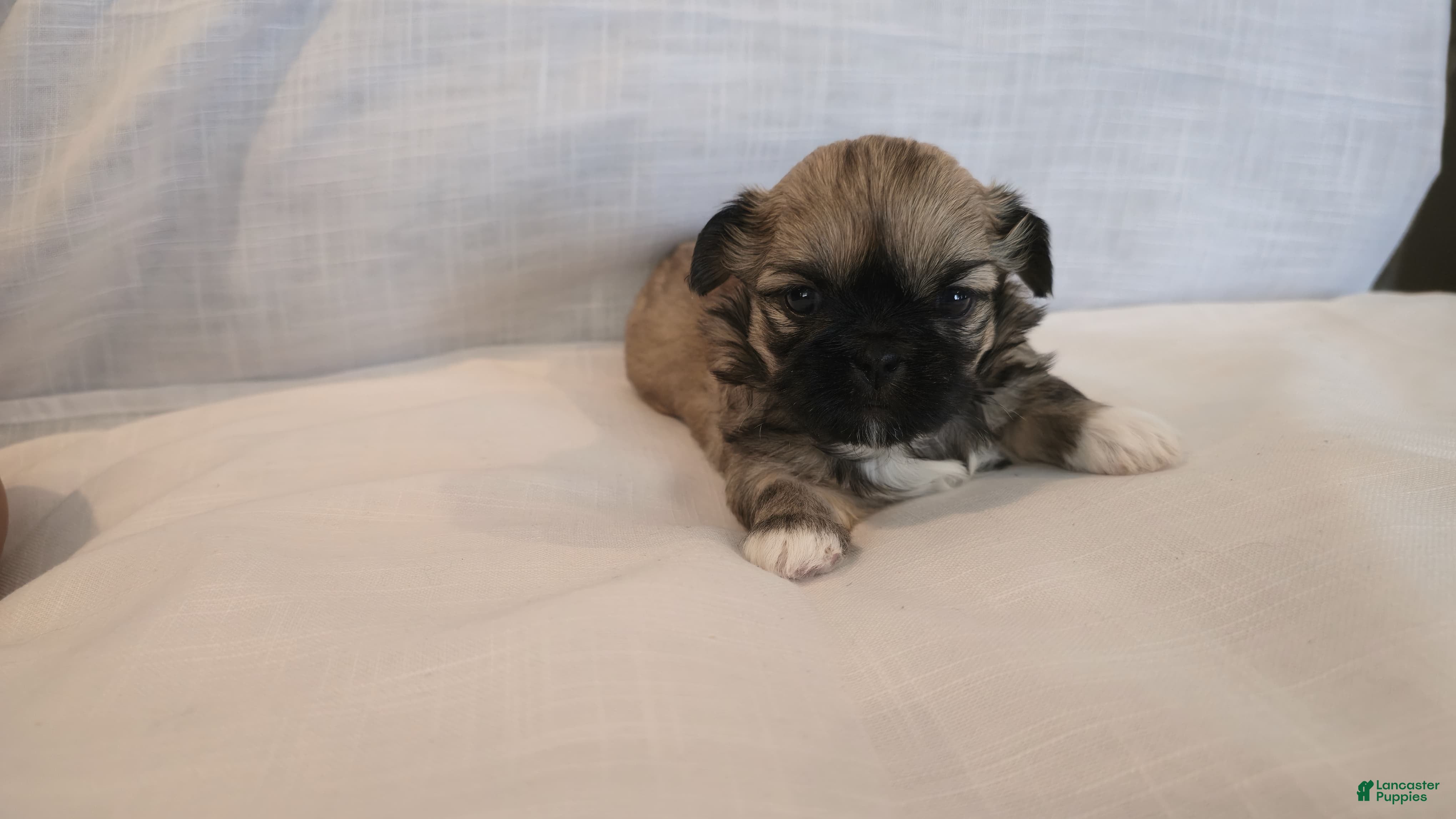 Shih Tzu dogs Koko  - Ad 1