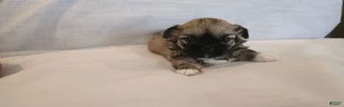 Koko 