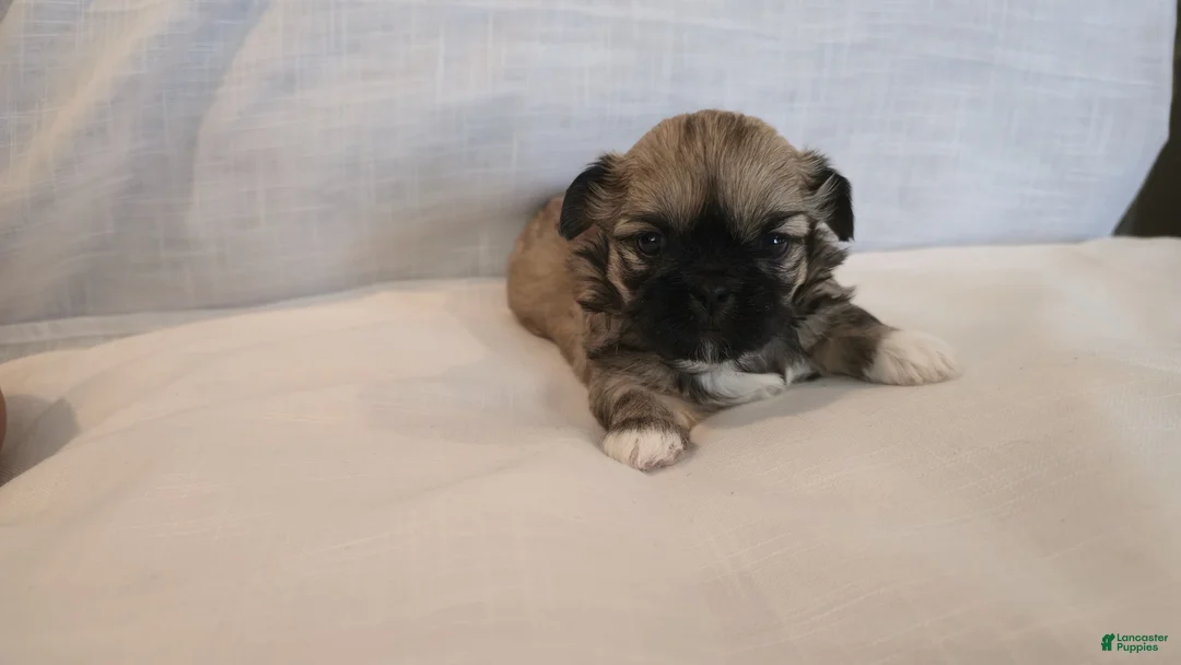 Shih Tzu dogs for sale: Koko  - Ad 1
