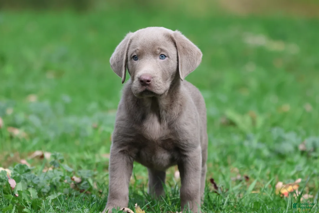 Labrador Retriever dogs for sale: Hippo - Ad 2