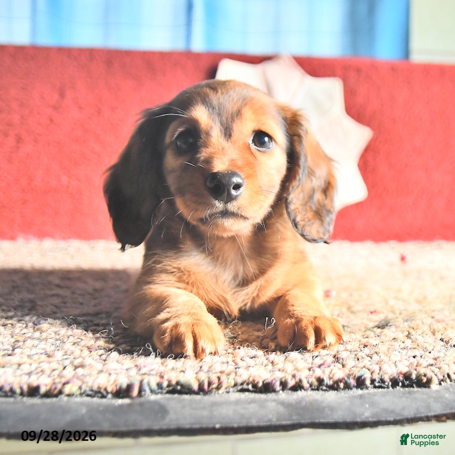 Miniature Dachshund dogs for sale: Marie   - Ad 3