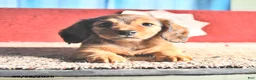 Miniature Dachshund dogs for sale: Marie   - Ad 1