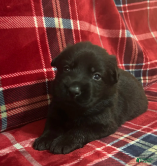 German Shepherd dogs Cody/ Willow Orange - Ad 11