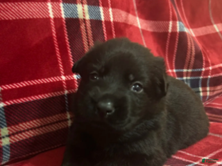 German Shepherd dogs Cody/ Willow Orange - Ad 11