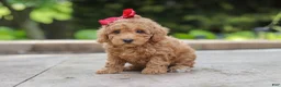 Maltipoo dogs for sale: Lottie - Ad 2