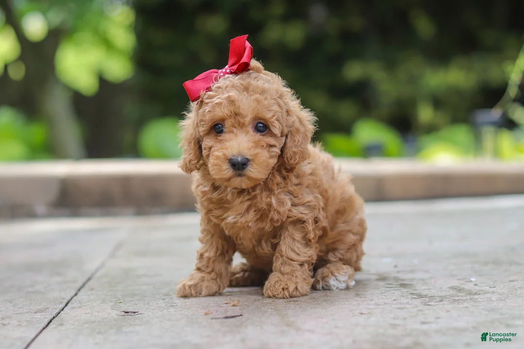 Maltipoo dogs for sale: Lottie - Ad 2