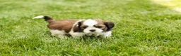 Shih Tzu dogs for sale: Gunner - Ad 7