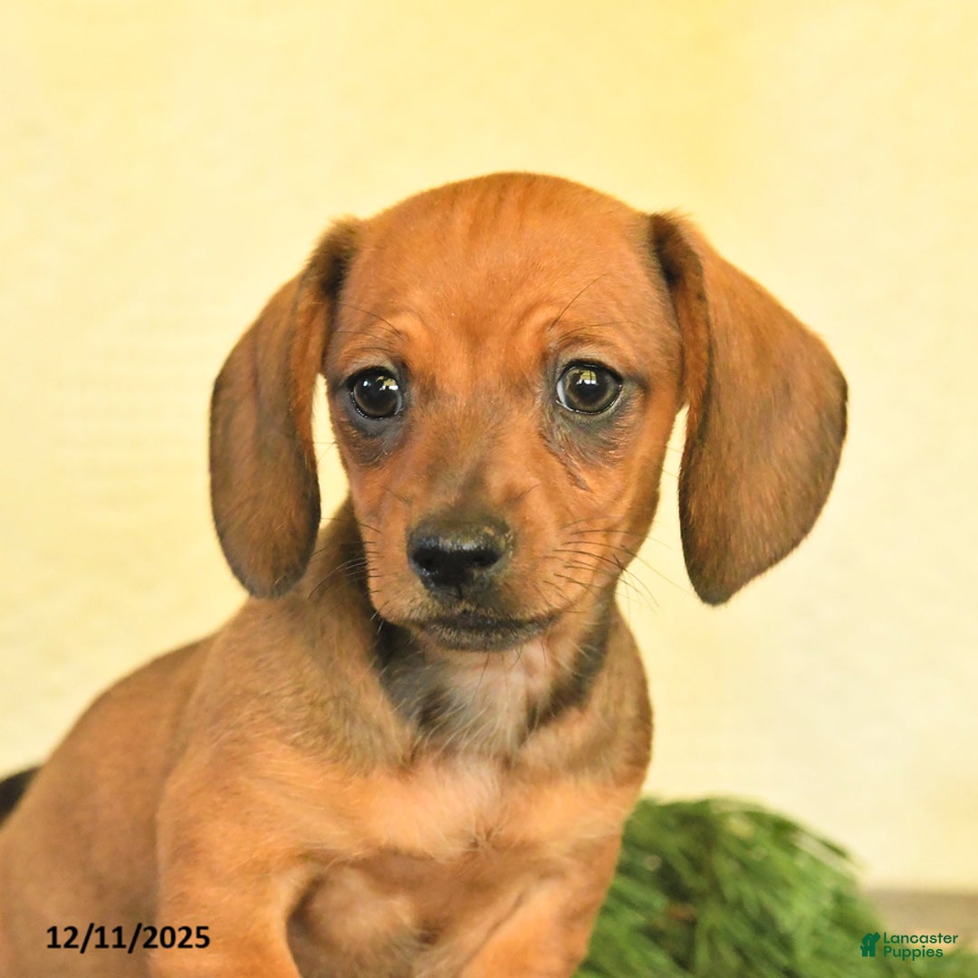 Dachshund dogs for sale: Remi  - Ad 4
