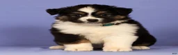Miniature Australian Shepherd dogs for sale: Kari - Ad 3