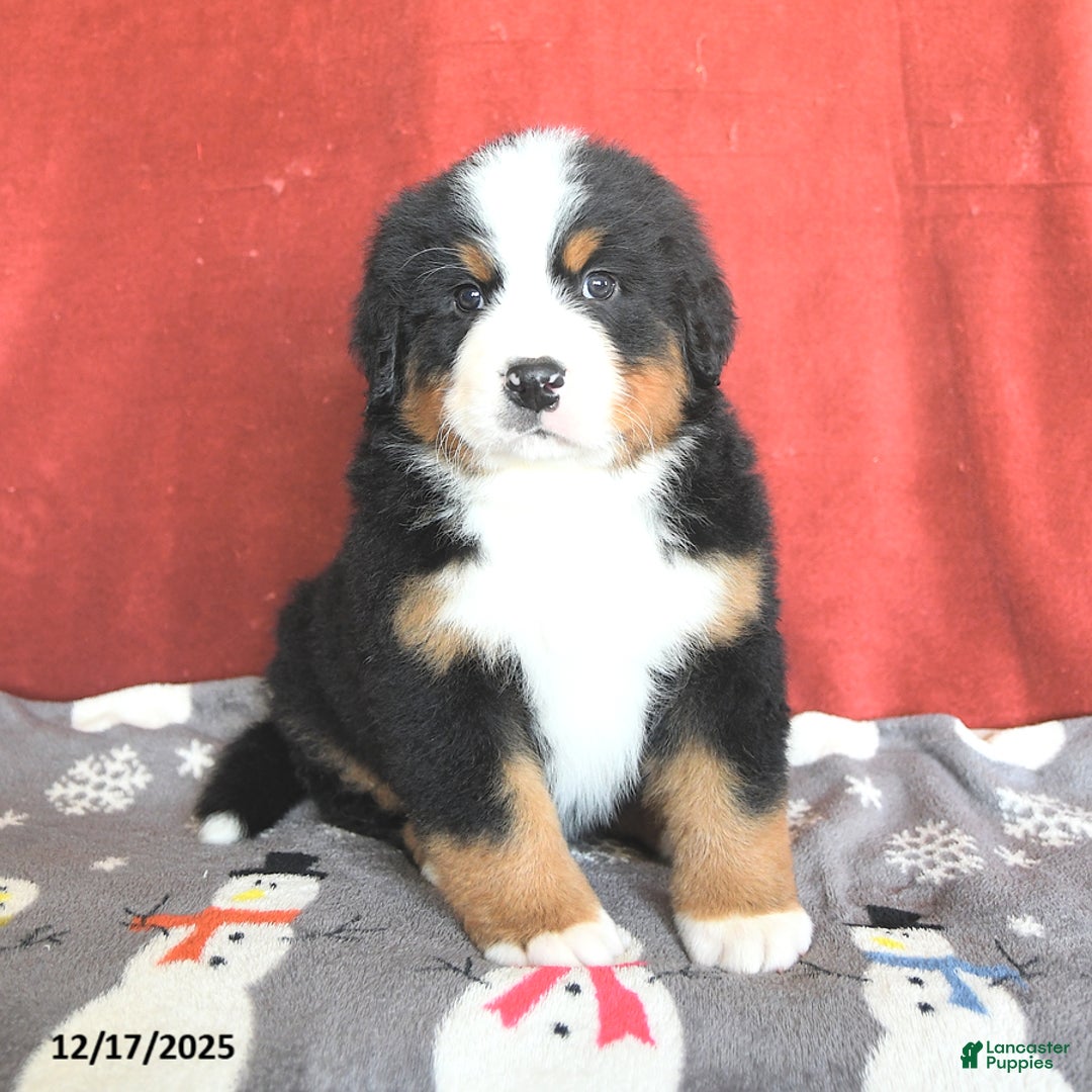 Bernese Mountain Dog dogs for sale: Bear - Ad 3