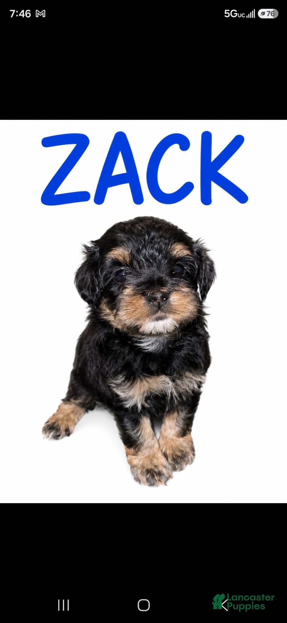Maltipoo dogs ZACK - Ad 5