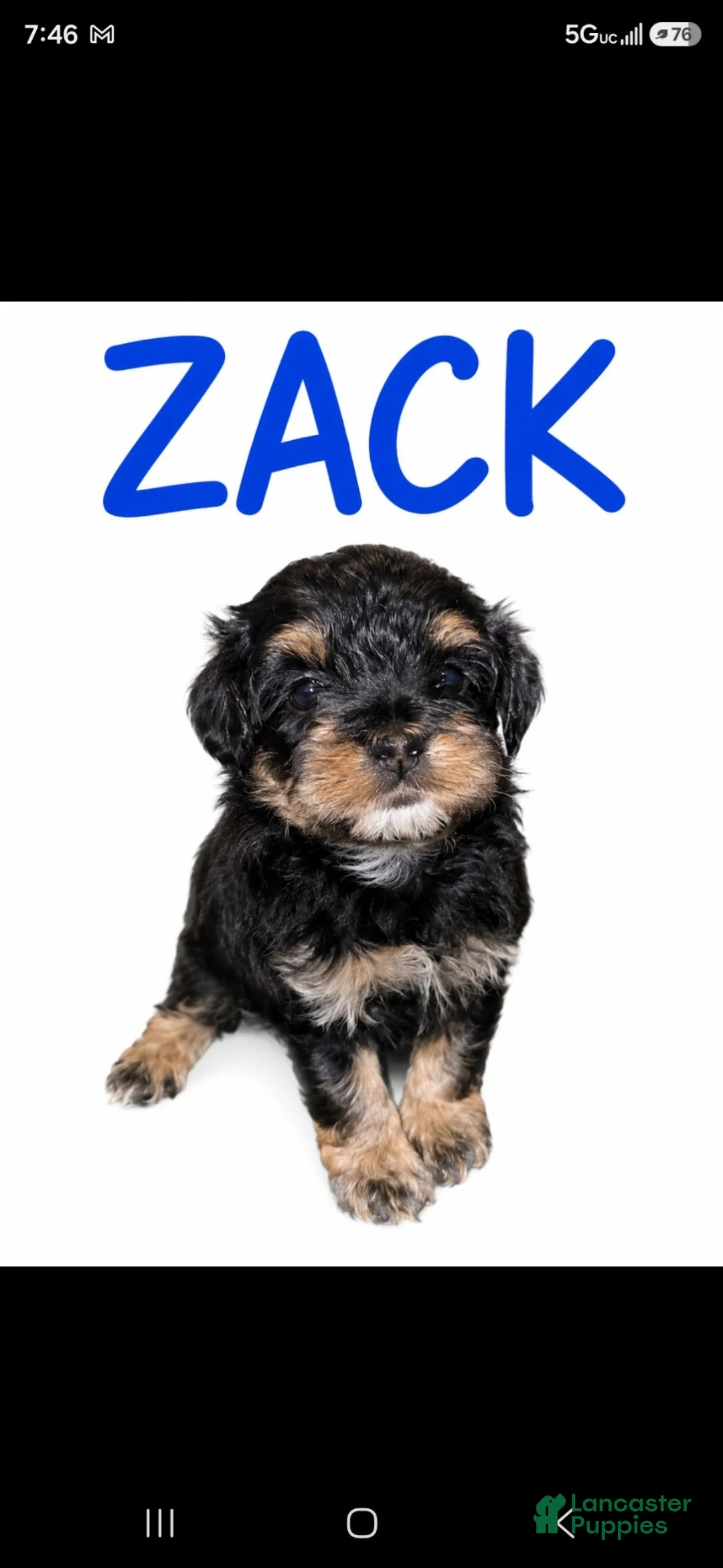 Maltipoo dogs for sale: ZACK - Ad 1