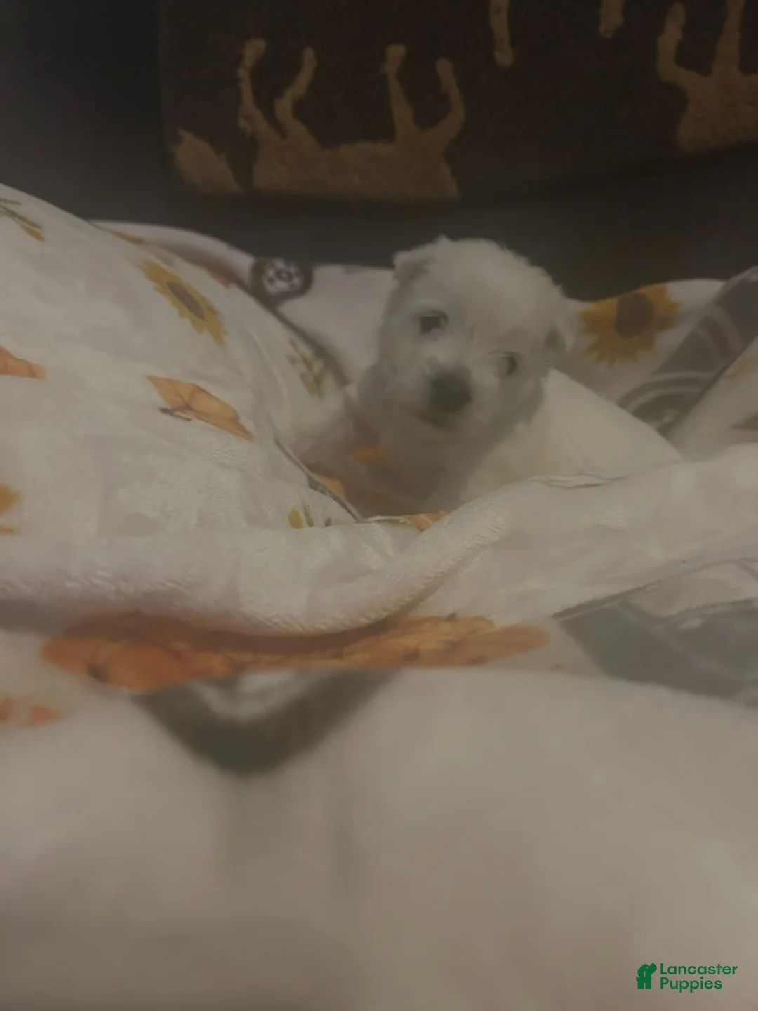 West Highland Terrier dogs for sale: Bella - Ad 1