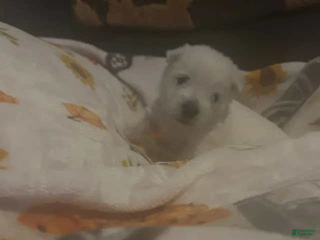 West Highland Terrier dogs for sale: Bella - Ad 10
