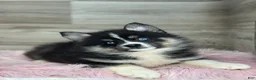 Pomsky dogs for sale: Silas - Ad 3