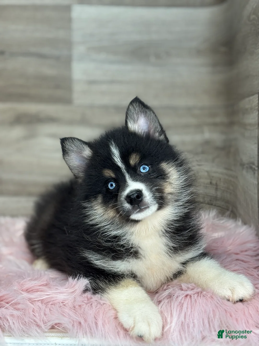 Pomsky dogs for sale: Silas - Ad 3