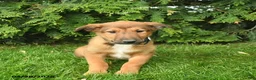 Mixed Breed dogs for sale: Eagle  - Ad 4