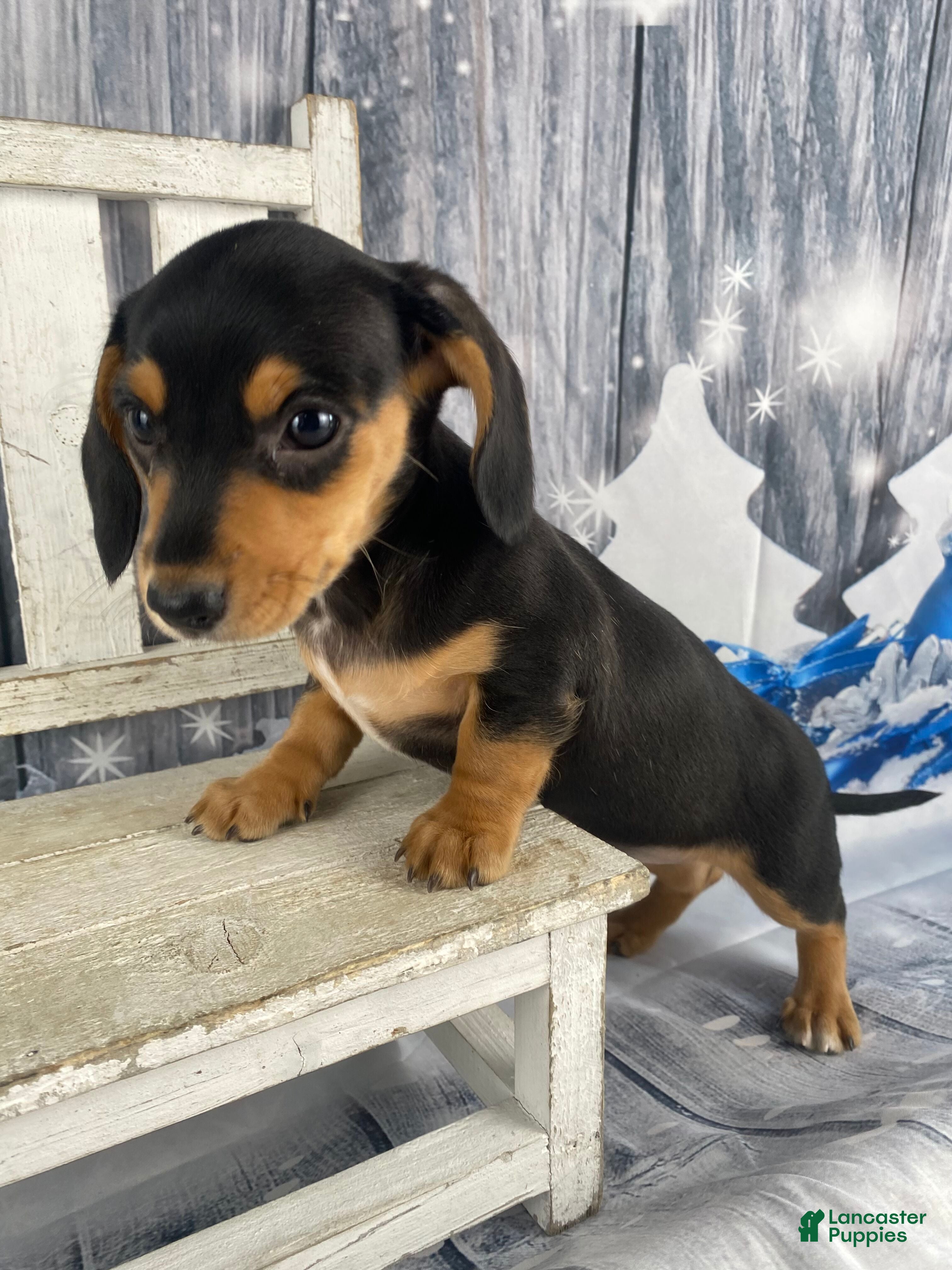 Miniature Dachshund dogs Lucy - Ad 1