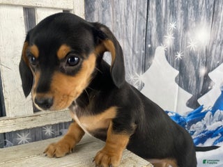 Miniature Dachshund dogs Lucy - Ad 1