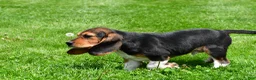 Beagle dogs for sale: Marley - Ad 7