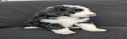 Bernedoodle dogs for sale: Cali - Ad 14