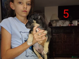 American Pit Bull Terrier dogs - Ad 24