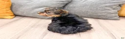 Yorkshire Terrier dogs for sale: Heidi - Ad 8