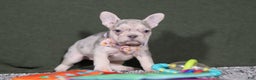 French Bulldog dogs for sale: Jayla - Ad 5