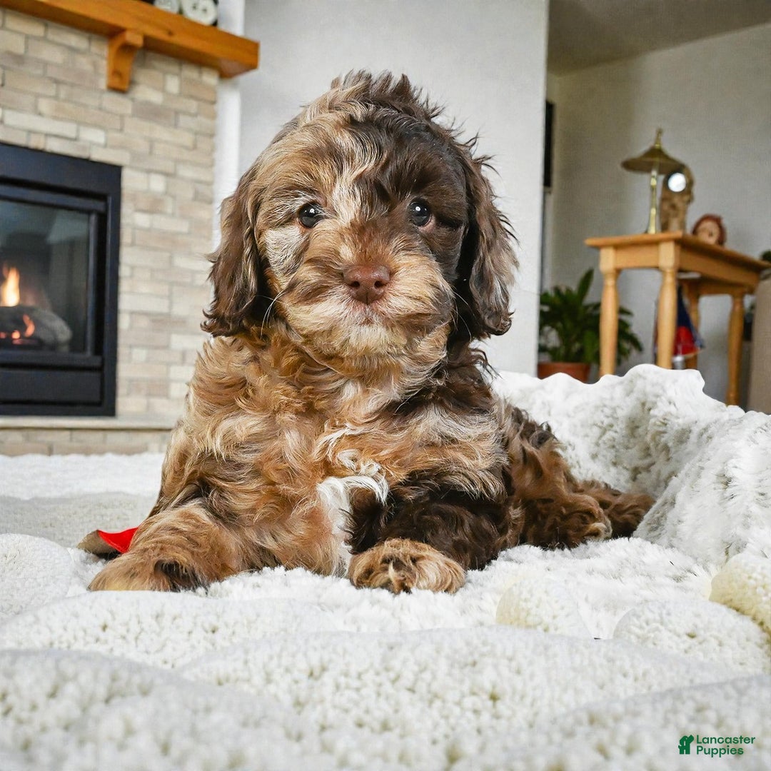 Cockapoo dogs for sale: jasper - Ad 4