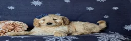 Goldendoodle dogs for sale: Faith Standard size Hypoallergenic - Ad 4