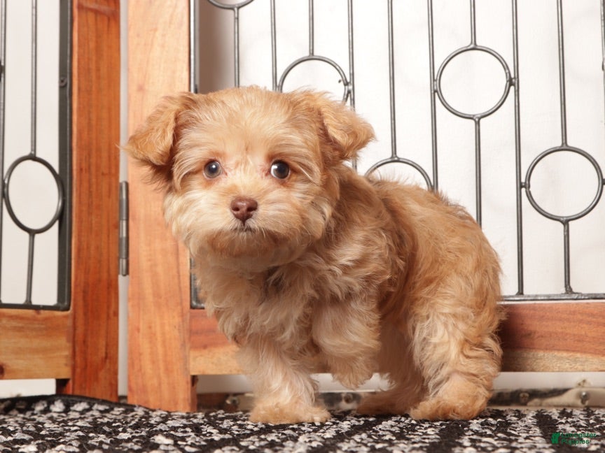 Yorkiepoo dogs Bella Tan Female Yorkie-Poo - Ad 2