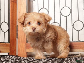 Yorkiepoo dogs Bella Tan Female Yorkie-Poo - Ad 42