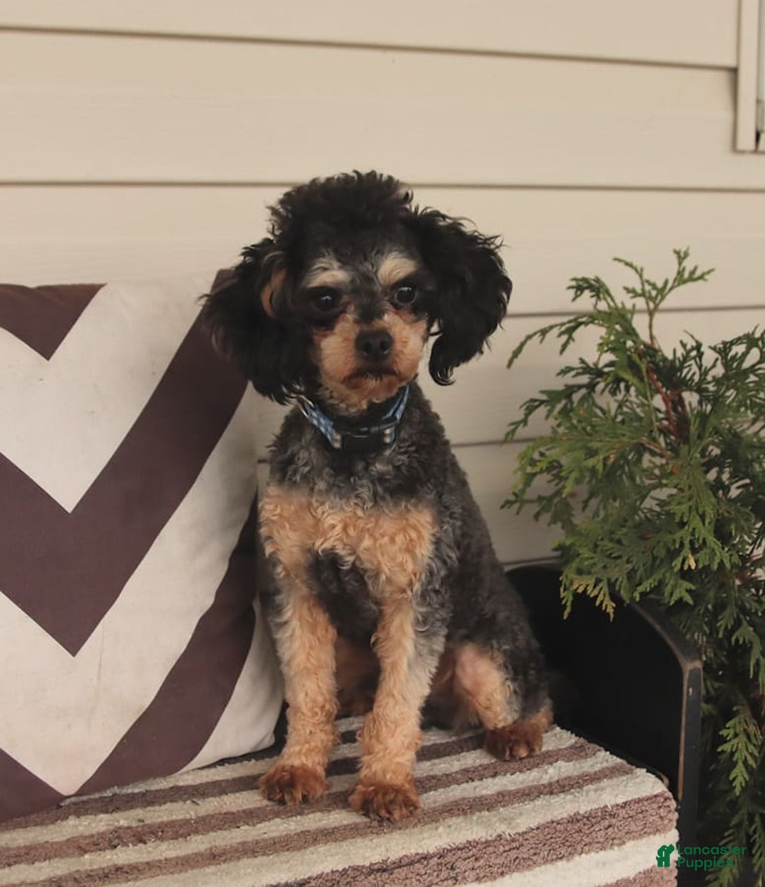 Gallery Image {{count}}