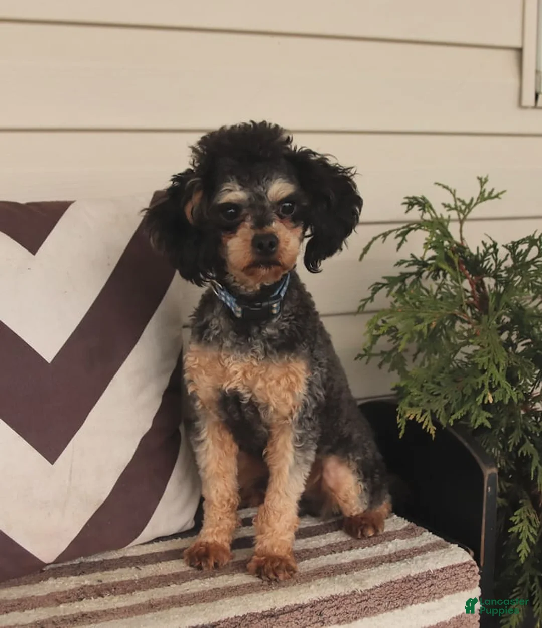 Gallery Image {{count}}