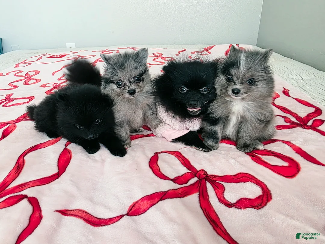 Pomeranian dogs for sale: Berry  - Ad 2