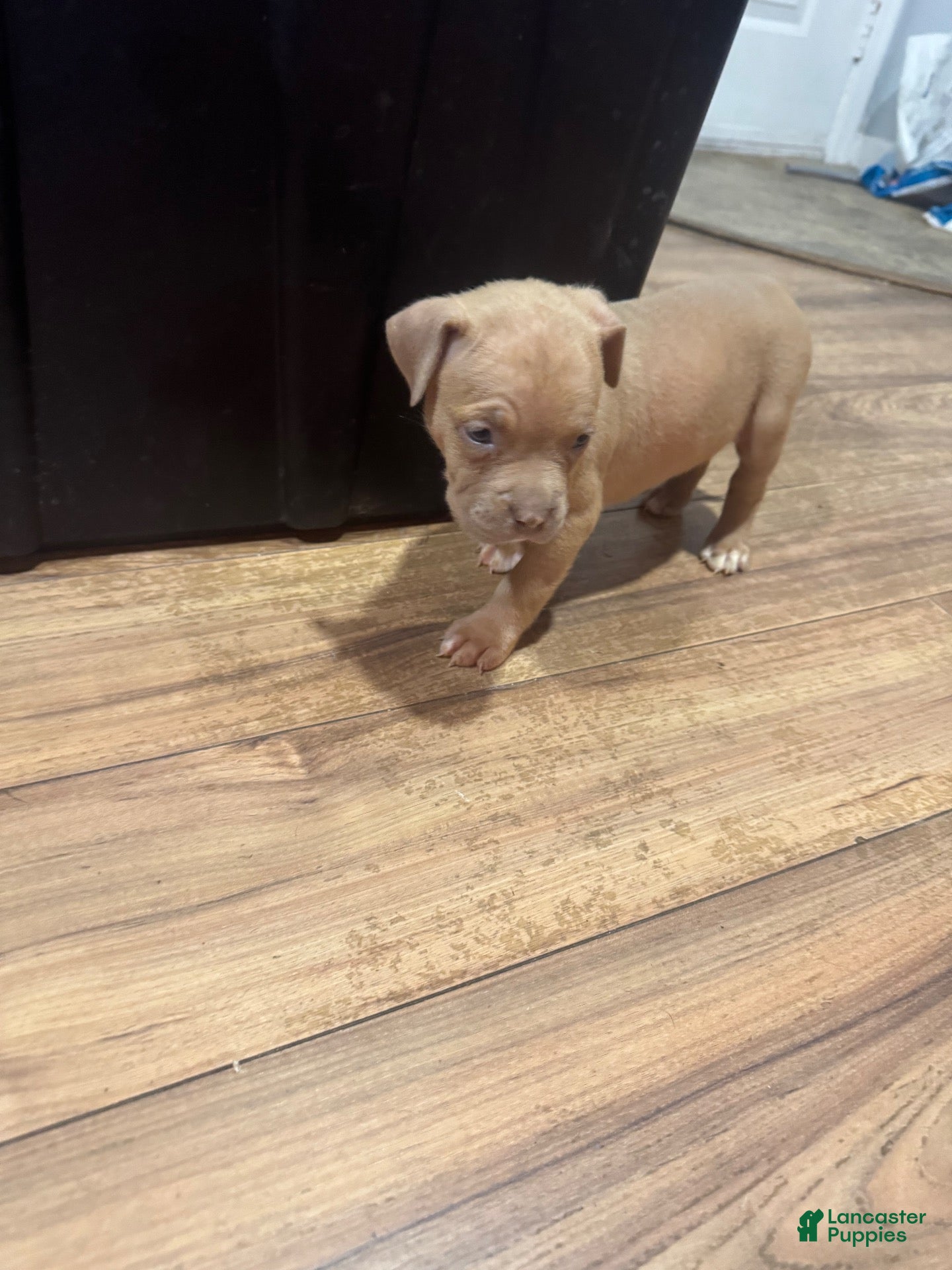 American Bully dogs American Bully 7 - Ad 1