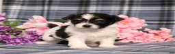Teddy Bear dogs for sale: BJ's Ross - Ad 3