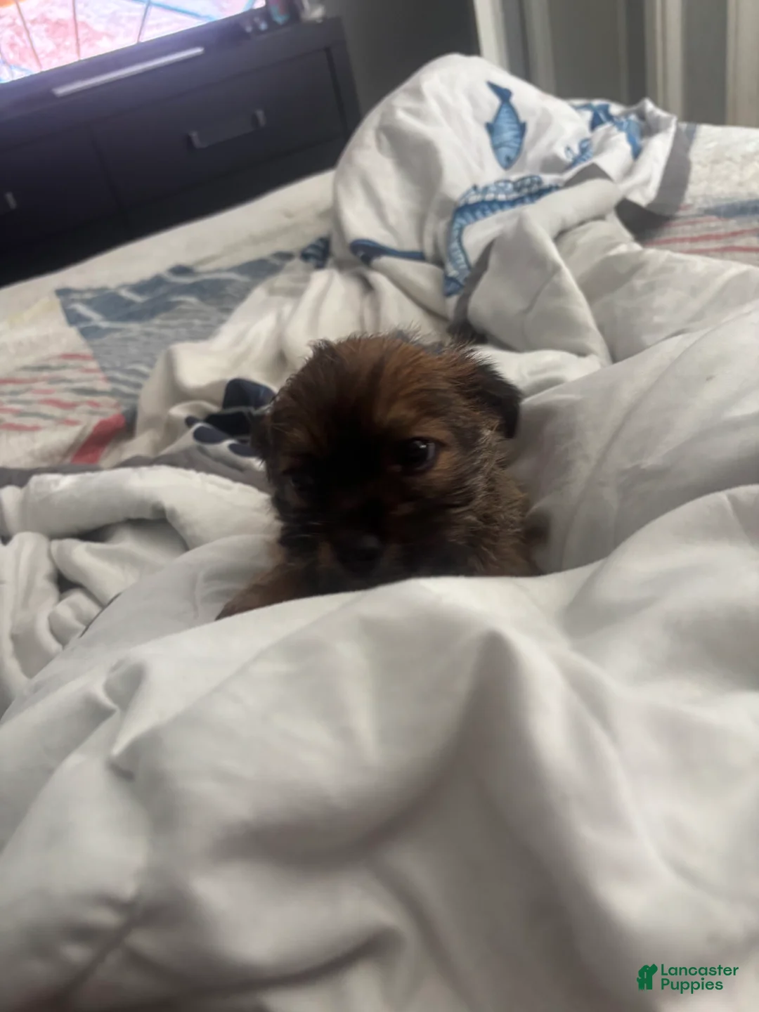 Chihuahua dogs for sale: Chihuahua 1 - Ad 3