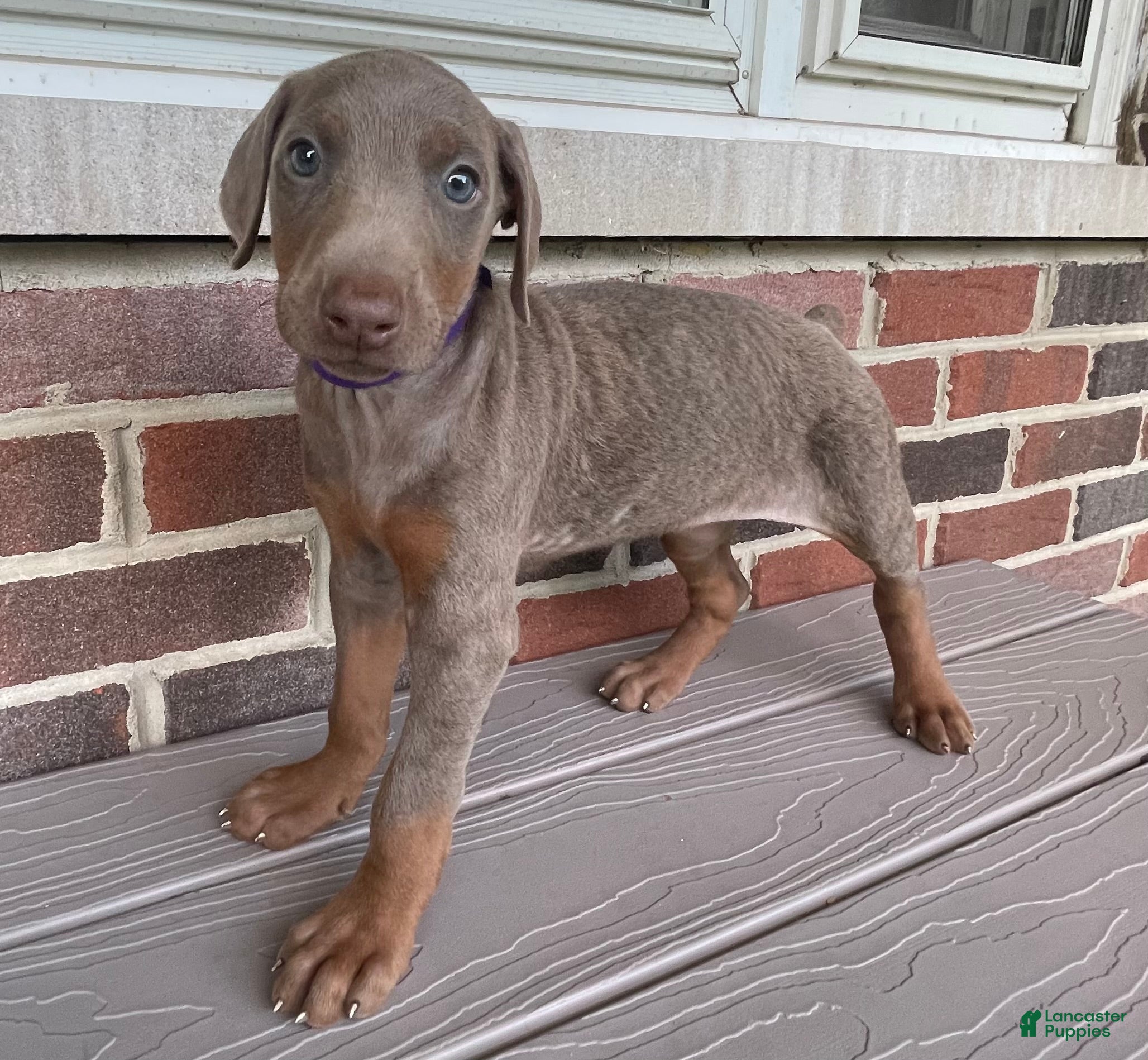 Doberman Pinscher dogs Storm - Ad 1