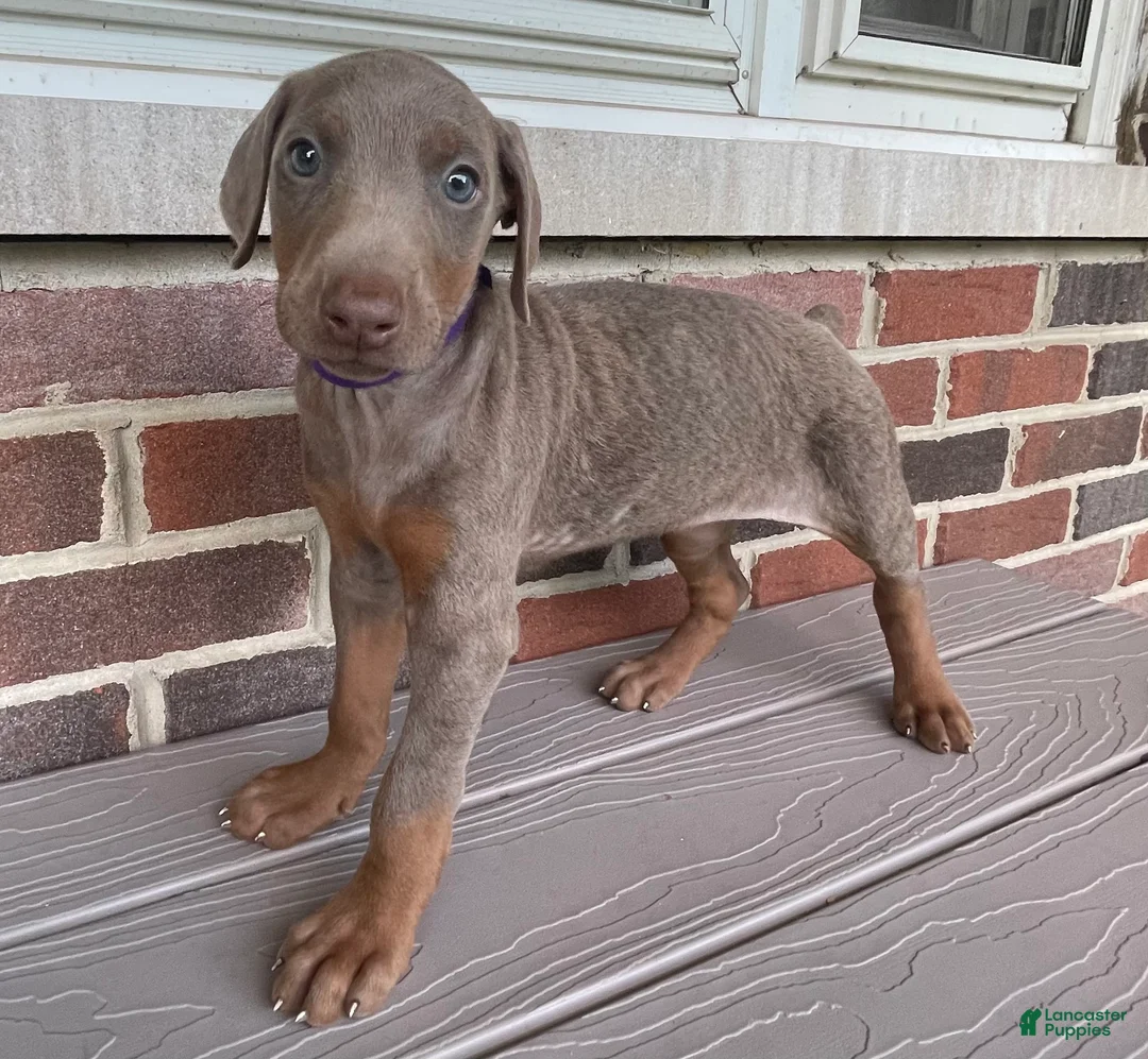 Doberman Pinscher dogs for sale: Storm - Ad 1