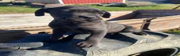 Cane Corso dogs for sale: Coco - Ad 12