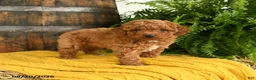 Toy Poodle dogs for sale: Napoleon - Ad 3