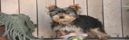 Yorkshire Terrier dogs for sale: Junior - Ad 4